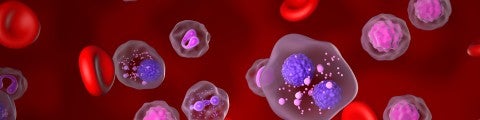 Illustration myelomceller