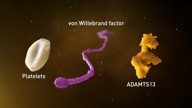 von willebrand factor